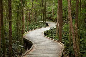 Pathway: Boardwalk to Nelson Falls, Franklin - Gordon