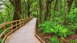 Polynesia: Boardwalk through rainforest at Milford Sound, Fiordland