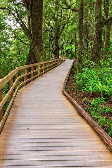 Polynesia: Boardwalk through rainforest at Milford Sound, Fiordland