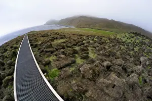 Macquarie: Boardwalk to Royal penguin colony on Macquirie island
