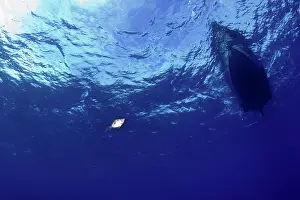 Azores: Boarfish, Capros aper, under the boat, Santa Maria