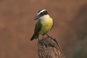 Catcher: Boat-billed Flycatcher