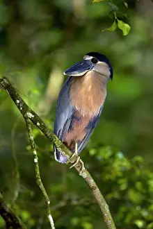 Cochlearius: Boat-billed Heron