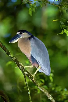 Cochlearius: Boat-billed Heron