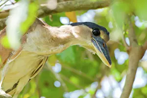 Animais: Boat-billed Heron