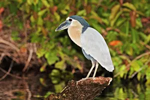 Cochlearius: Boat-billed Heron. Adult
