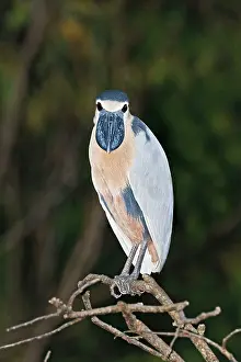 Cochlearius: Boat-billed Heron. Adult