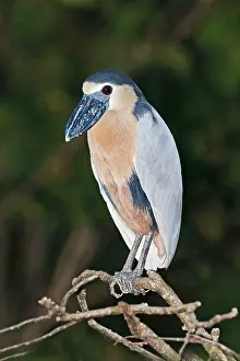 Cochlearius: Boat-billed Heron. Adult
