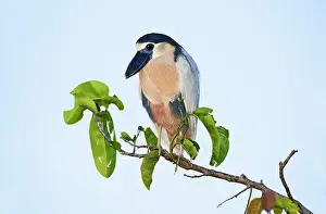 Cochlearius: Boat-billed Heron. Adult