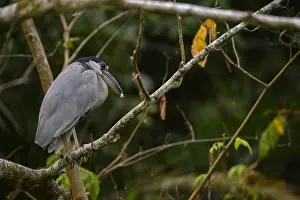 Cochlearius: Boat-billed Heron - Boat-billed Heron perched in