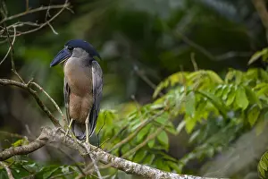 Cochlearius: Boat-billed Heron - Boat-billed Heron perched in