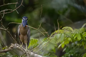 Cochlearius: Boat-billed Heron - Boat-billed Heron perched in
