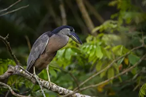 Cochlearius: Boat-billed Heron - Boat-billed Heron perched in