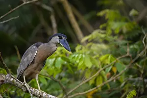 190919: Boat-billed Heron - Boat-billed Heron perched in