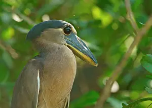 Cochlearius: Boat-billed heron (Cochlearius cochlearius) sits