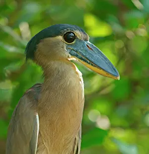 Cochlearius: Boat-billed heron (Cochlearius cochlearius) sits