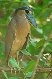 Cochlearius: Boat-billed heron (Cochlearius cochlearius) sitting