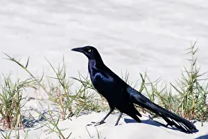 Cassidix: Boat Tailed Grackle