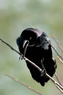 Quiscalus: Boat-tailed Grackle