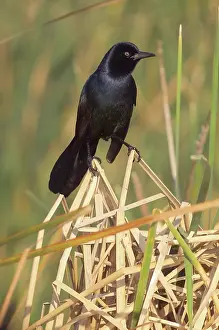 Blackbirds: Boat-tailed Grackle