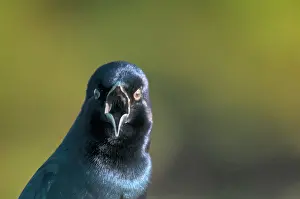 Icteridae: Boat-tailed Grackle