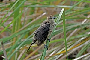 Grackles: Boat-tailed Grackle female