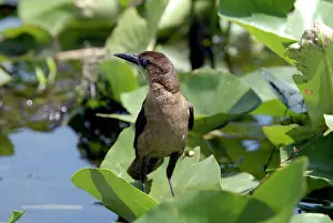 Grackles: Boat-tailed Grackle female