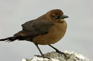 Grackles: Boat-tailed Grackle Female