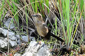 Grackles: Boat-tailed Grackle - juvenile female