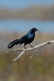 Grackles: Boat-tailed Grackle Male
