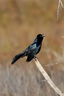 Grackles: Boat-tailed Grackle Male