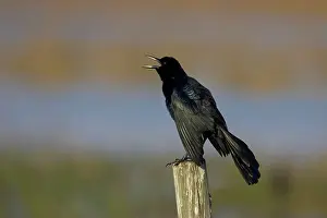 Grackles: Boat-Tailed Grackle - male displaying