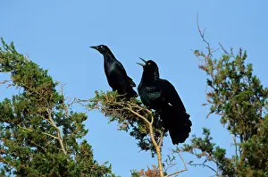 Rival: Boat Tailed Grackle - Male displaying to Rival Male