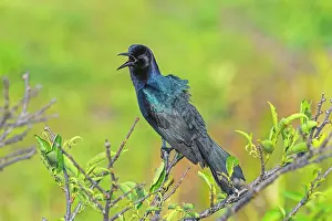 Grackle: Boat-tailed Grackle - male singing - (these wetlands