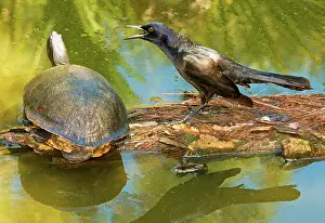 Quiscalus: Boat Tailed Grackle Talking To A Turtle