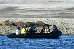 Whiskered: Boat of tourists watching group of Atlantic / Whiskered