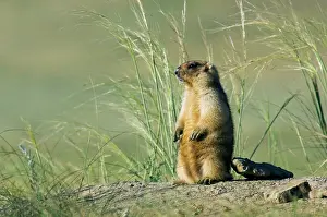 Bobak: Bobak / Steppe Marmot - adult