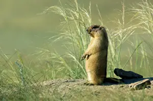 Bobak: Bobak / Steppe Marmot - adult
