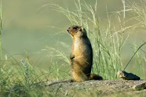 Potential: Bobak / Steppe Marmot - adult - observes and sniffs