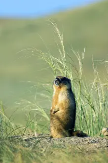 Potential: Bobak / Steppe Marmot - adult - observes surroundings