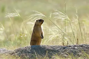 Potential: Bobak / Steppe Marmot - adult - observes surroundings