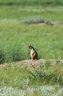 Intruder: Bobak / Steppe Marmot - adult - whistles warning
