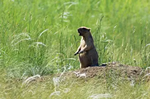 Intruder: Bobak / Steppe Marmot - adult - whistles warning