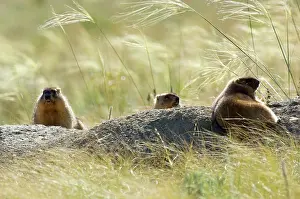 Hibernation: Bobak / Steppe Marmot - three adults - fat and