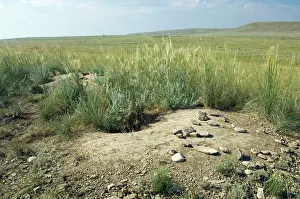 Bobak: Bobak / Steppe Marmot - a burrow complex in steppe