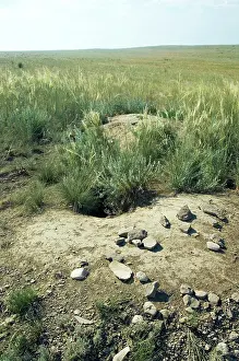 Bobak: Bobak / Steppe Marmot - a burrow complex in steppe