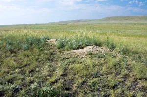 Bobak: Bobak / Steppe Marmot - a burrow complex in steppe