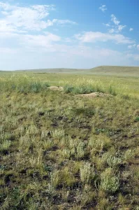 Bobak: Bobak / Steppe Marmot - a burrow complex in steppe