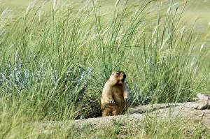 Potential: Bobak / Steppe Marmot - fat adult, ready for hibernation