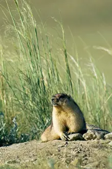Bobak: Bobak / Steppe Marmot - fat adult